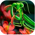 螳螂模拟器手机版游戏图标